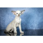 Сиамские Ориентальные высокопородные котята