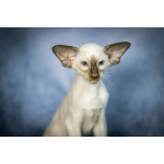 Сиамские Ориентальные высокопородные котята