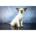 Сиамские Ориентальные высокопородные котята