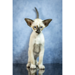 Сиамские Ориентальные высокопородные котята