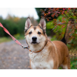 Пёс, напоминающий японскую породу