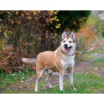 Пёс, напоминающий японскую породу