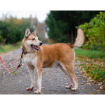 Пёс, напоминающий японскую породу