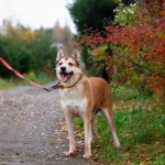 Пёс, напоминающий японскую породу