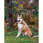 Пёс, напоминающий японскую породу