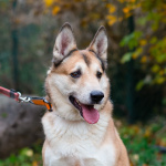 Пёс, напоминающий японскую породу