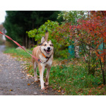 Пёс, напоминающий японскую породу