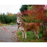 Пёс, напоминающий японскую породу