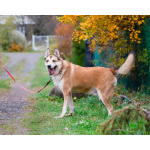 Пёс, напоминающий японскую породу