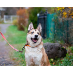 Пёс, напоминающий японскую породу