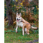 Пёс, напоминающий японскую породу