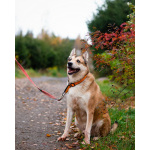 Пёс, напоминающий японскую породу