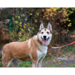 Пёс, напоминающий японскую породу