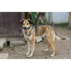 Домашний пёс-потеряшка ищет новую семью