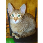 Ориентальные котята шоколадный пятнистый