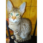 Ориентальные котята шоколадный пятнистый