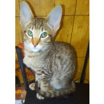 Ориентальные котята шоколадный пятнистый