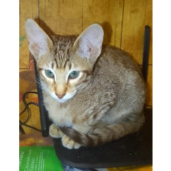 Ориентальные котята шоколадный пятнистый