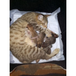 Ориентальные котята шоколадный пятнистый