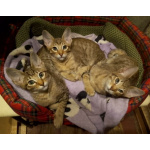 Ориентальные котята шоколадный пятнистый