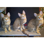 Ориентальные котята шоколадный пятнистый