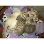 Ориентальные котята шоколадный пятнистый