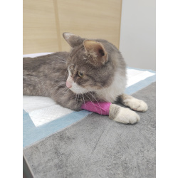 Ласковый Антоша ищет свою семью