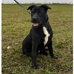 Ищем лучшую семью для лучшего мальчика!