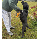 Ищем лучшую семью для лучшего мальчика!