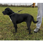 Ищем лучшую семью для лучшего мальчика!