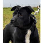 Ищем лучшую семью для лучшего мальчика!