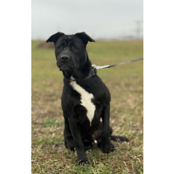 Ищем лучшую семью для лучшего мальчика!