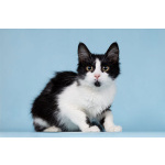 Нежный комочек счастья по имени Ника ждет своих хозяев!