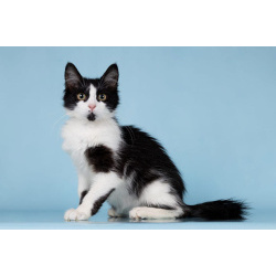 Нежный комочек счастья по имени Ника ждет своих хозяев!