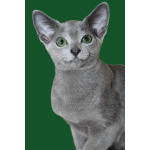 Русские голубые котята с европейскими родословными (потомки императрицы Екатерины II)