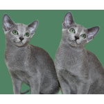 Русские голубые котята с европейскими родословными (потомки императрицы Екатерины II)