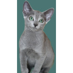 Русские голубые котята с европейскими родословными (потомки императрицы Екатерины II)