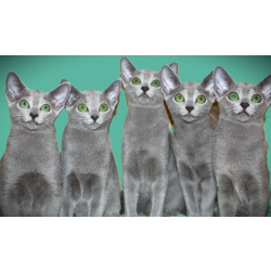 Русские голубые котята с европейскими родословными (потомки императрицы Екатерины II)