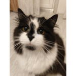 Ищет дом молодая кошечка по имени Фиона!