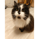 Ищет дом молодая кошечка по имени Фиона!