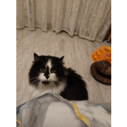 Ищет дом молодая кошечка по имени Фиона!