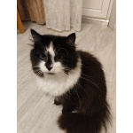 Ищет дом молодая кошечка по имени Фиона!