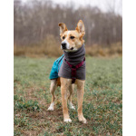 Лили ищет дом!