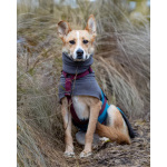 Лили ищет дом!