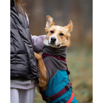 Лили ищет дом!