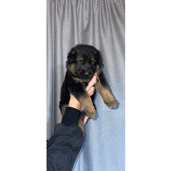 Чистокровные щенки немецкой овчарки.