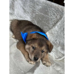 Щeнки-мeдвeжатa в добрые руки!