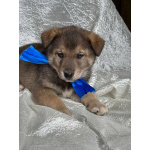 Щeнки-мeдвeжатa в добрые руки!