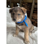 Щeнки-мeдвeжатa в добрые руки!