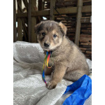 Щeнки-мeдвeжатa в добрые руки!